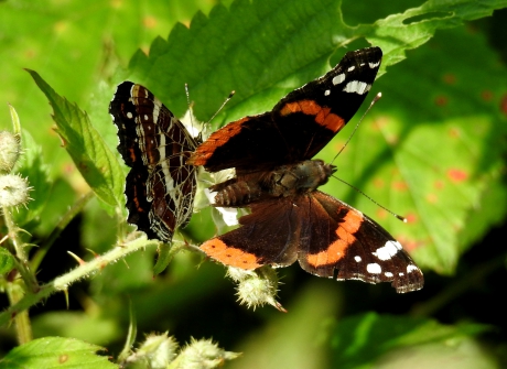 Landkaartje en Atalanta gebroederlijk naast elkaar