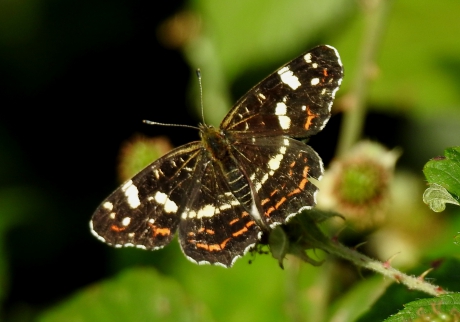 Landkaartje in zomervorm.
