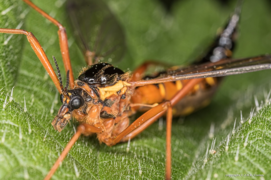 Langpootmug, Ctenophora pectinicornis - Geleedpotigen - Langpootmug