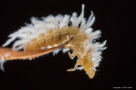 Larve in schaapskleren