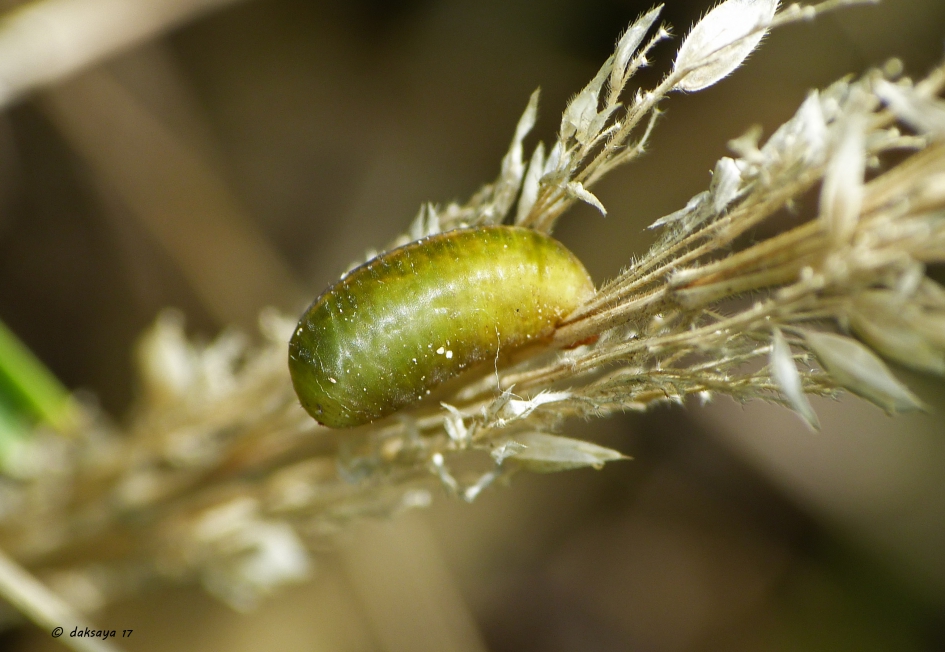 Larve/pop van.. - Geleedpotigen - 