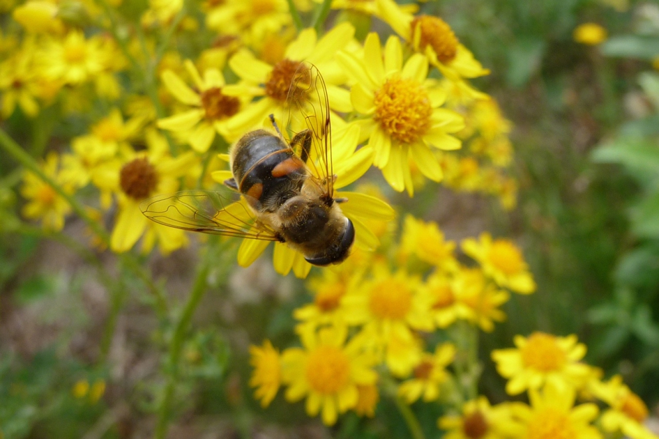 Lekker - Geleedpotigen - 