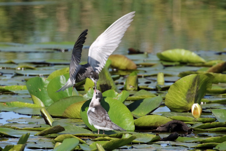 Lekker hapje - Vogels - 
