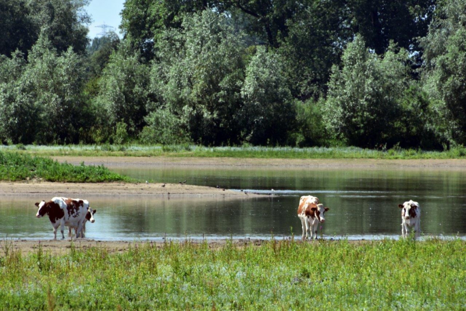 Lekker koel - Zoogdieren - 