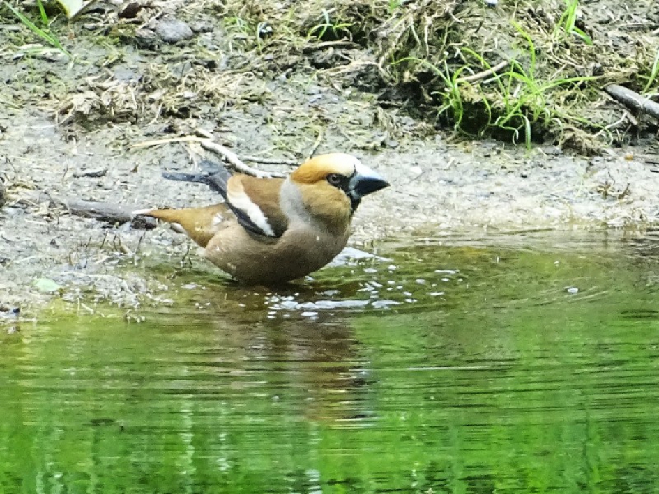 Lekker verfrissend - Vogels - Appelvink