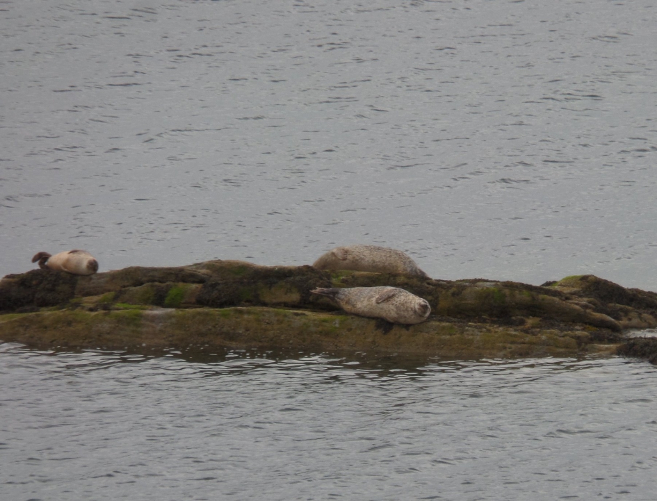Lekker zonnen . - Zoogdieren - Grijze zeehond