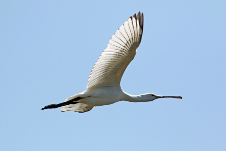 Lepelaar in de vlucht (1)