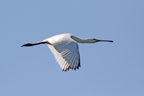 Lepelaar in de vlucht (2)