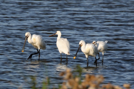 Lepelaars op de Linge
