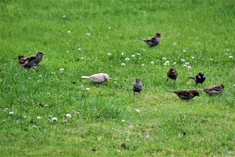 Leucisme huismus