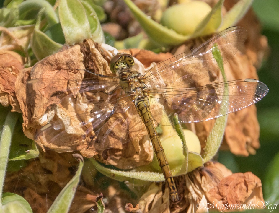 Libelle - Geleedpotigen - Libelle
