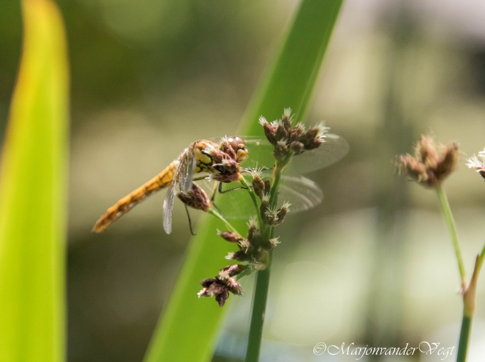 Libelle - Geleedpotigen - Libelle