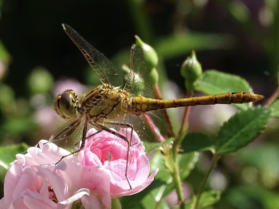 libelle in onze tuin - Geleedpotigen - libelle