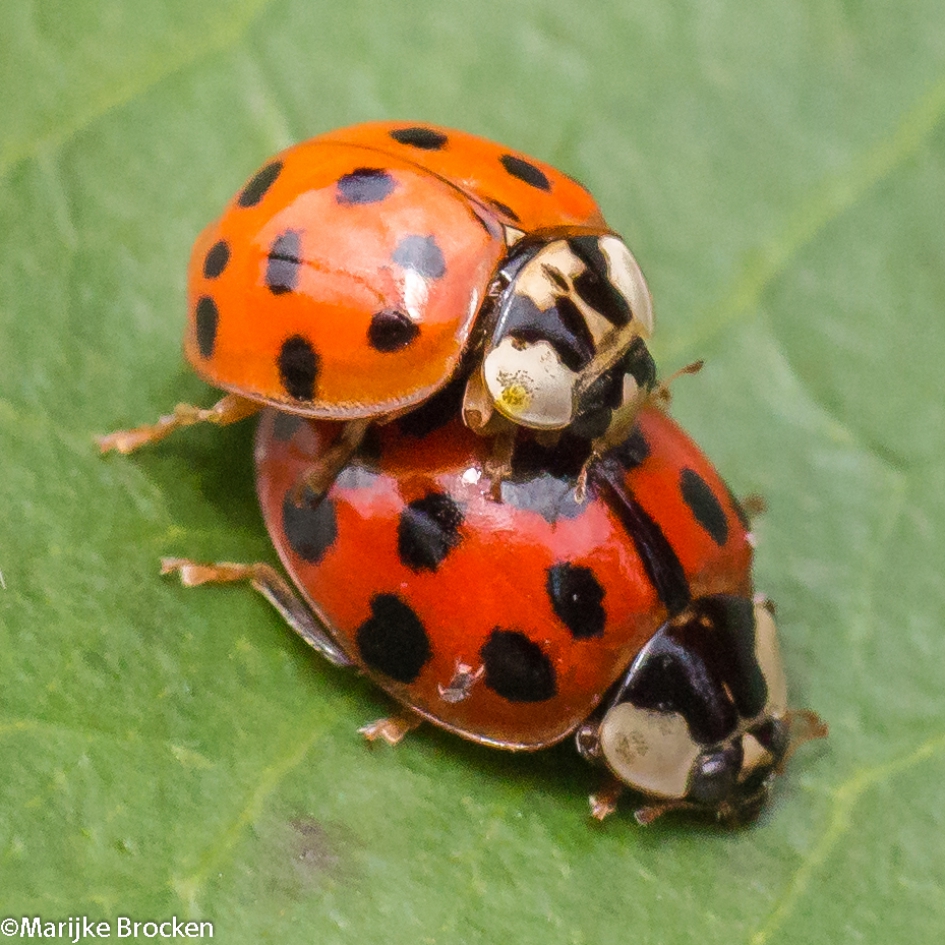 Liefdesleven - Overig - Lieveheersbeestje