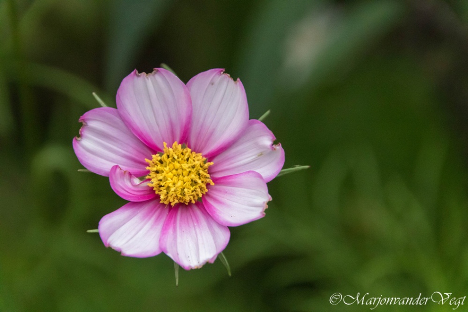 lieve blom - Planten - cosmea