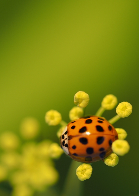 Lieveheersbeestje op mars