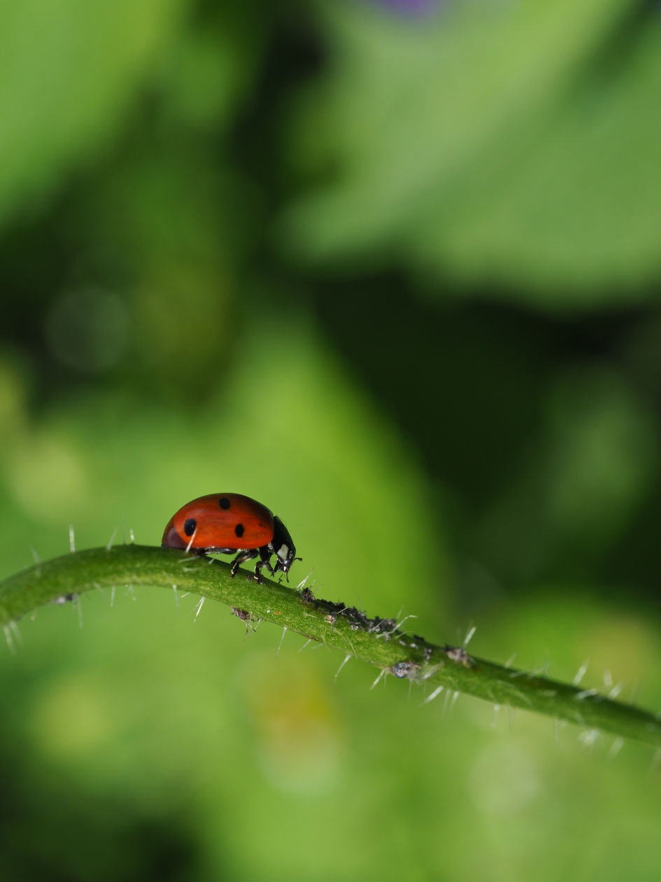 Lieveheersbeestje op stap - Geleedpotigen - 