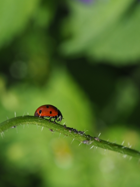 Lieveheersbeestje op stap