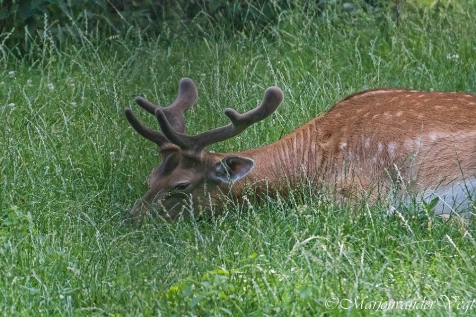 Liever lui dan.... - Zoogdieren - damhert