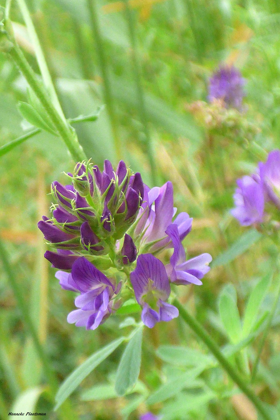 Luzerne - Planten - Luzerne