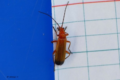 Mag ik hier overheen?