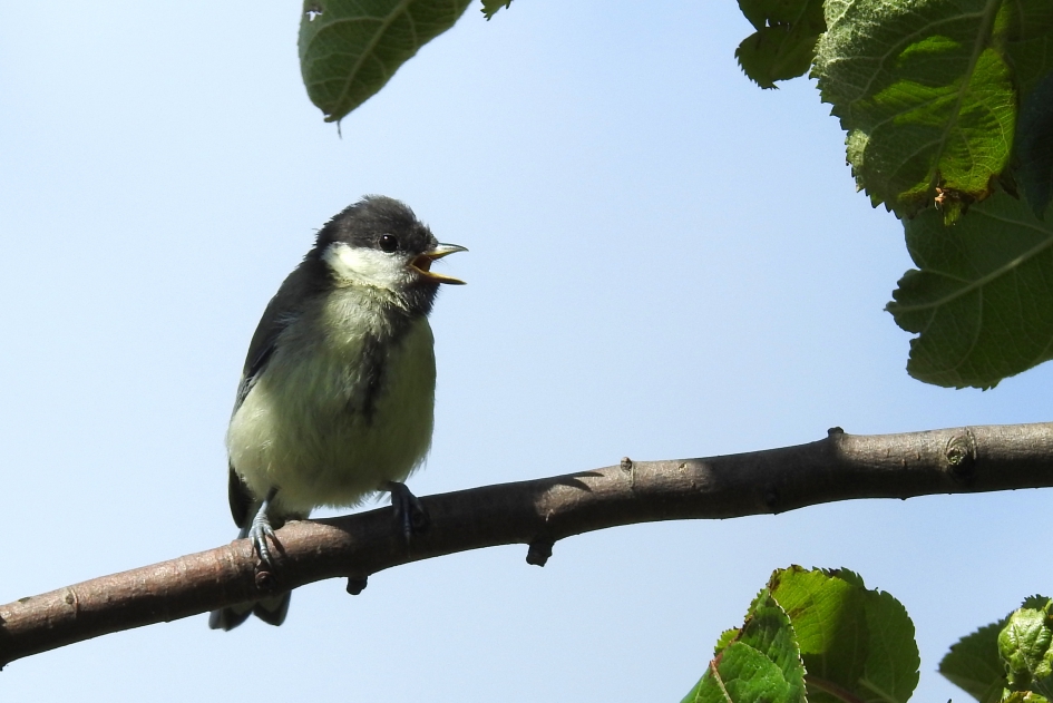 Mama, waar blijf je nou?! - Vogels - Koolmees