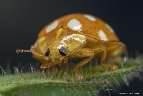 Meeldauwlieveheersbeestje