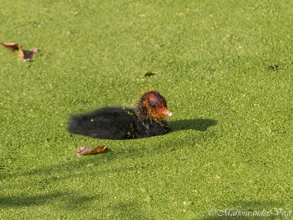 Meerkoetje - Vogels - meerkoet