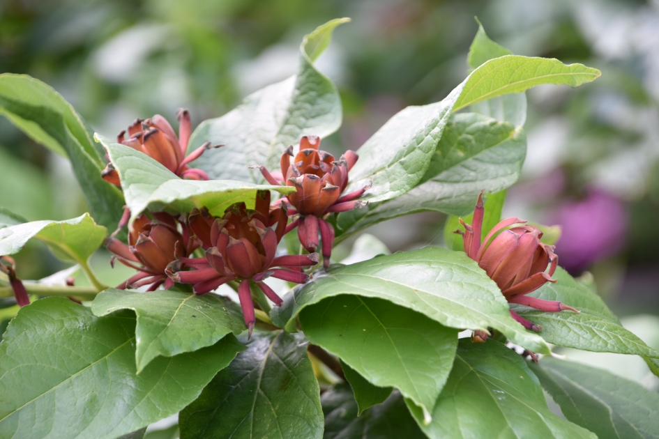 Meloenboompje - Planten - 