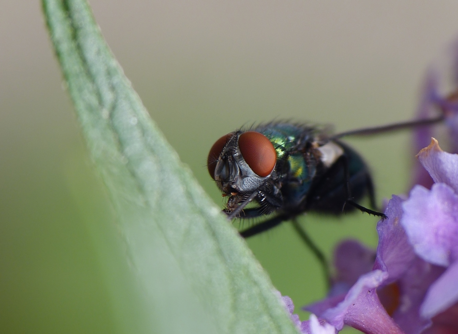 Meneer Wijdbeens - Geleedpotigen - 