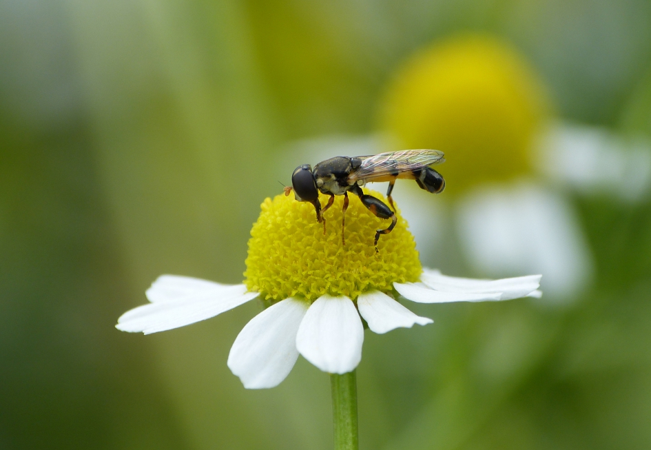 Menuetzweefvlieg - Geleedpotigen - 