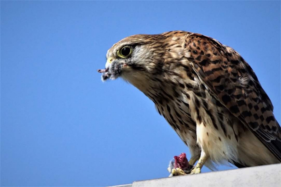 Met kluif - Vogels - Torenvalk
