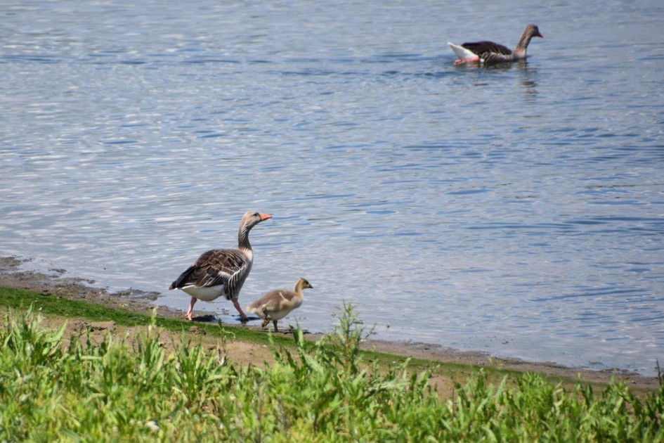 Met moeder mee.. - Vogels - 