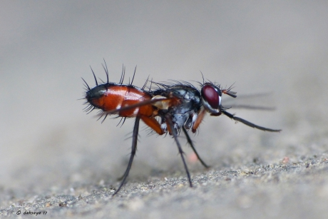 Mintho rufiventris