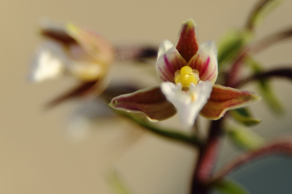 moeraswespenorchis - Planten - 