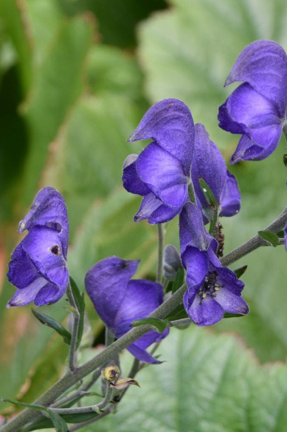 Monnikskap - Planten - 