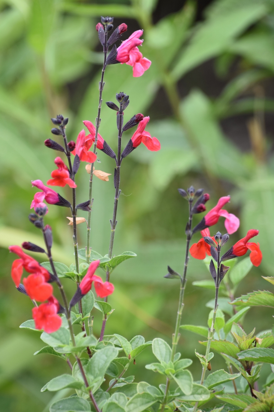 Mooi.... - Planten - 