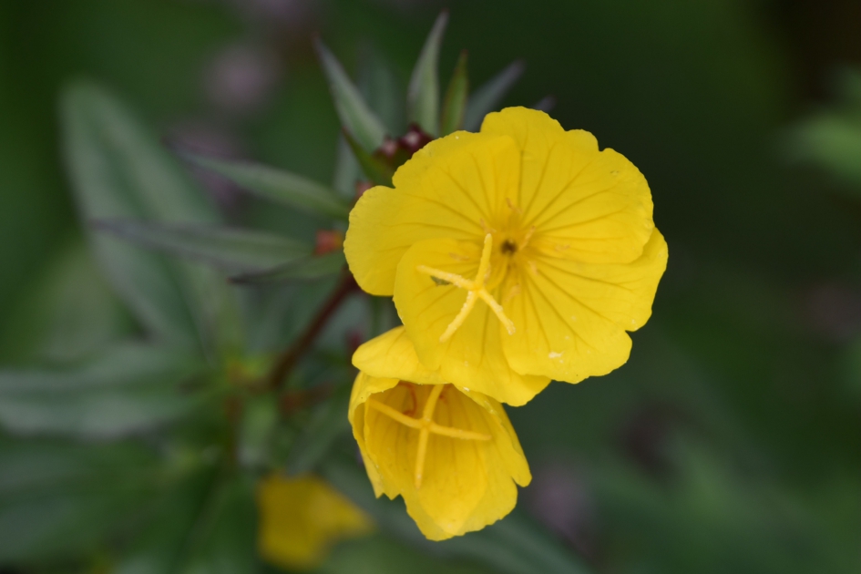 Mooi geel - Planten - 