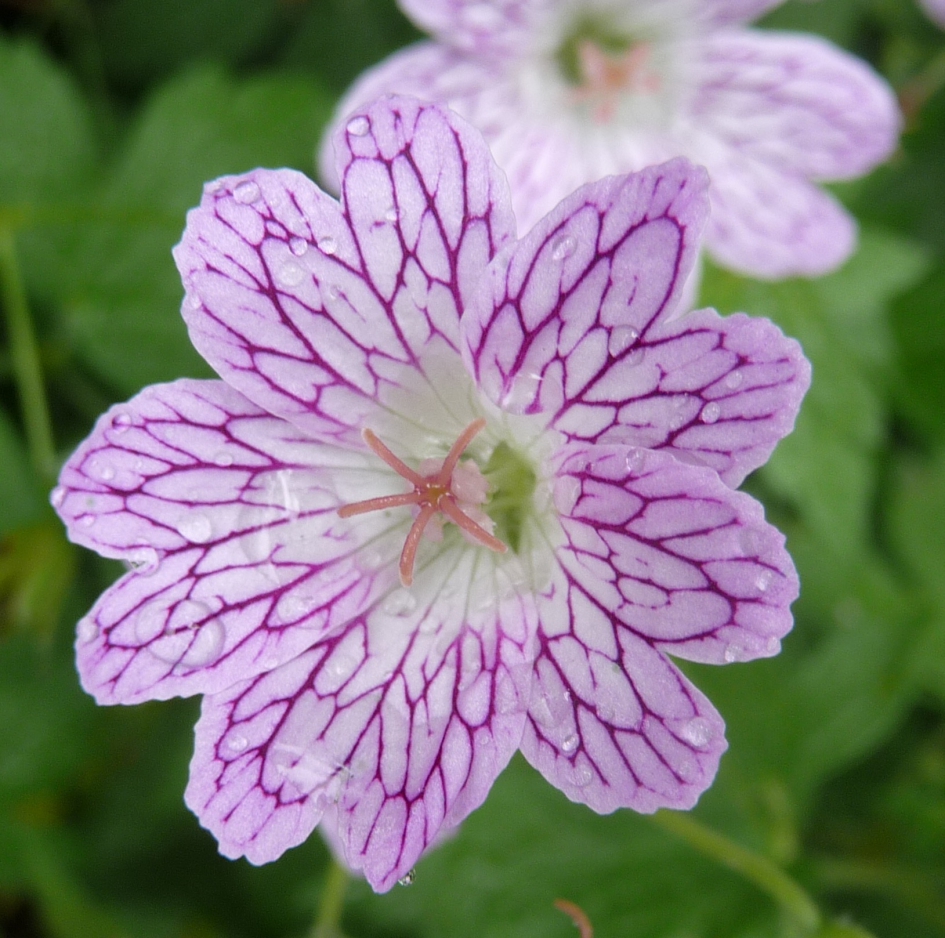 Mooi streepje! - Planten - 