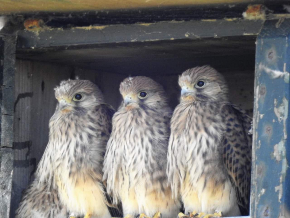 Mooi trio - Vogels - Torenvalk jongen