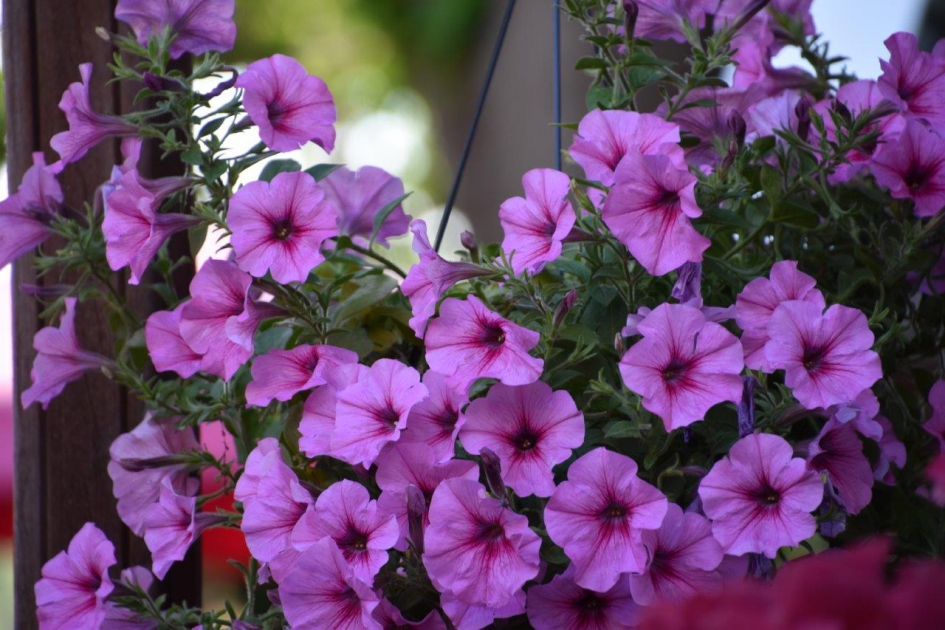 Mooie hangplant - Planten - 