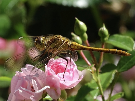 mooie libelle in onze tuin