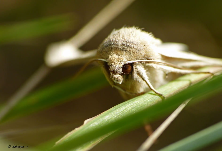 Mot 2 - Geleedpotigen - 