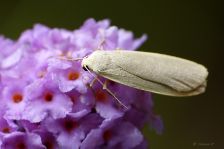 Geel beertje op vlinderstuik