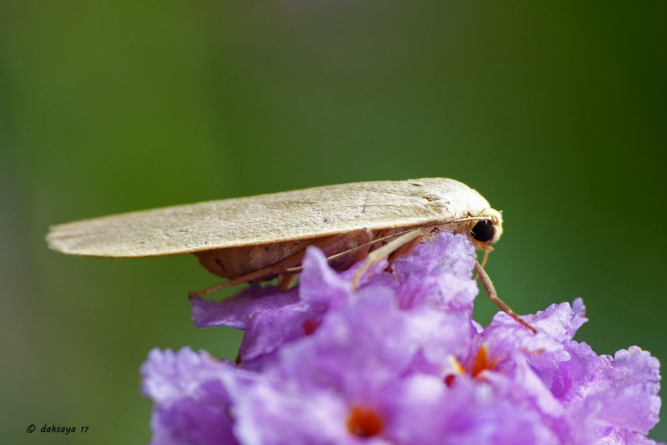 Geel beertje op vlinderstuik - Geleedpotigen - 