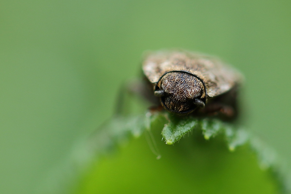muisgrijze kniptor met ''buitenspiegels'' - Geleedpotigen - 