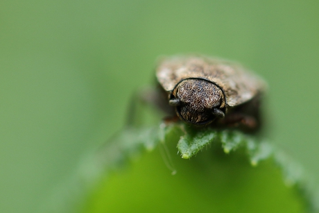 muisgrijze kniptor met ''buitenspiegels''