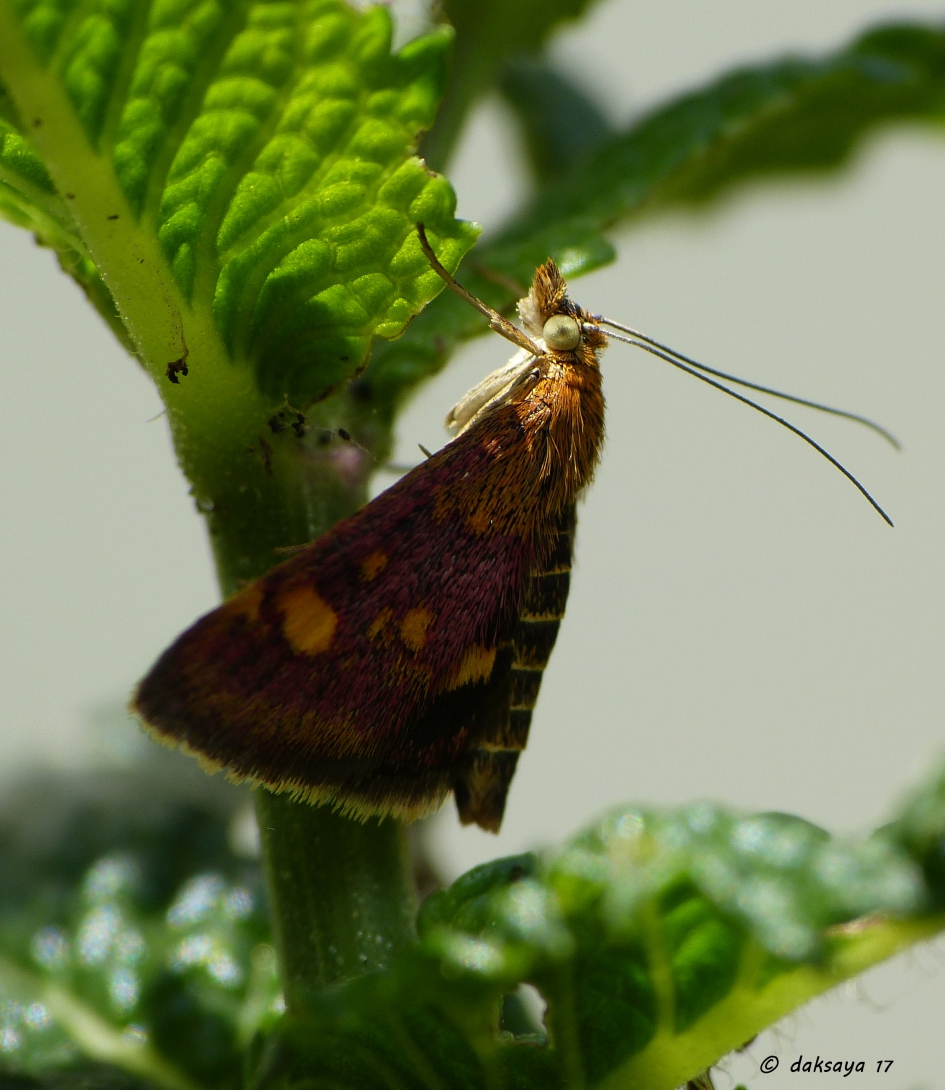 Muntvlindertje - Geleedpotigen - 