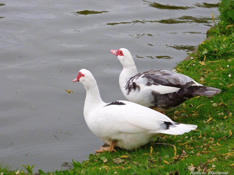 Muskuseenden - Vogels - Muskuseend