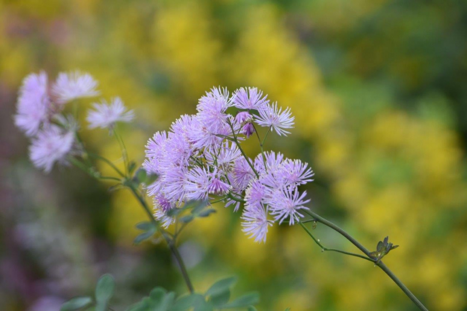 Onbekend... - Planten - 